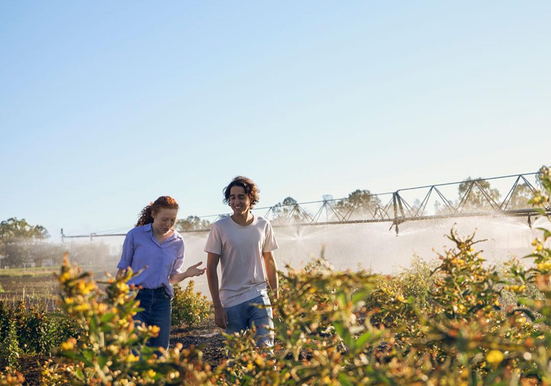 Two agriculture students walking through a field of crops with sprinklers on in the distance. 