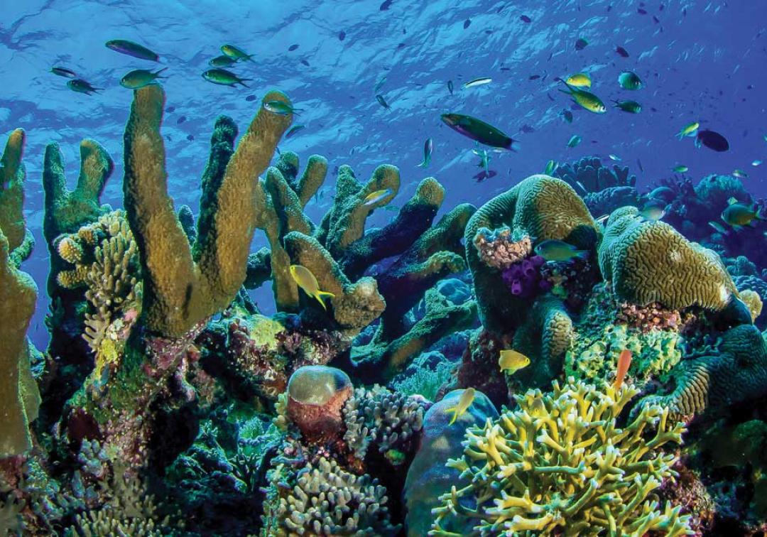 Underwater shot of fish swimming around a coral reef