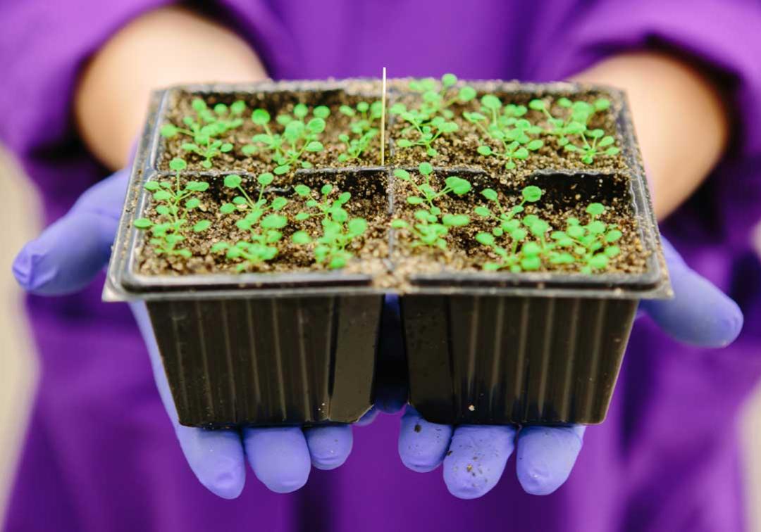 Close up of gloved hands holding a tray of seedlings
