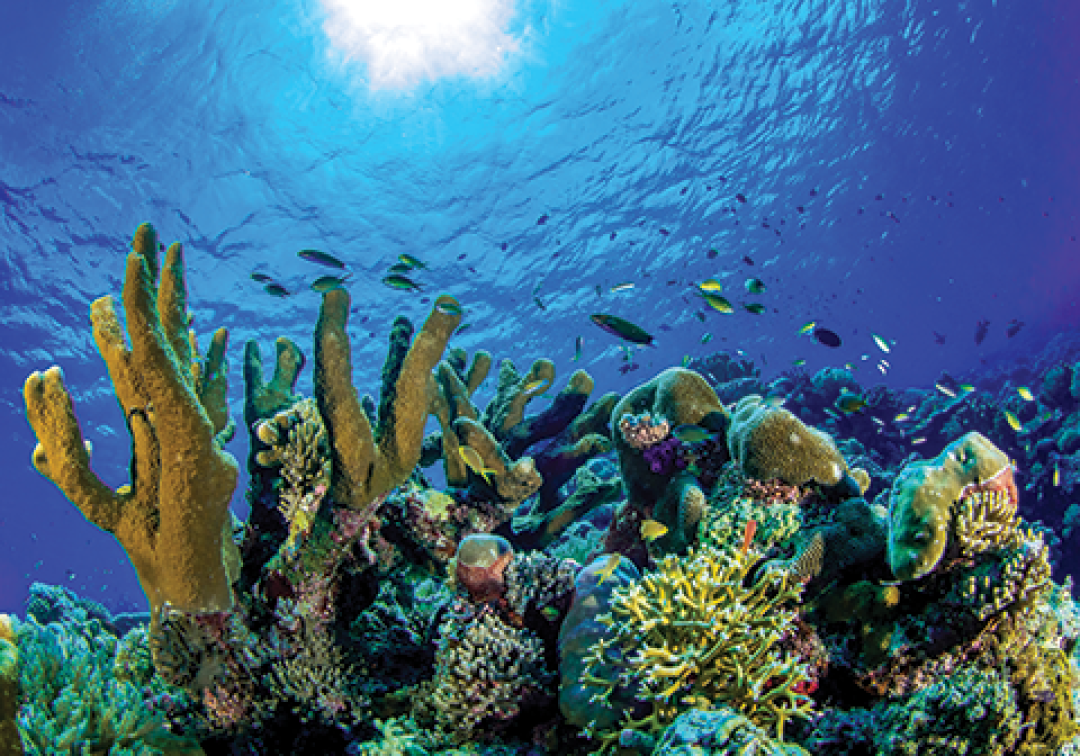 Marine life in a coral reef