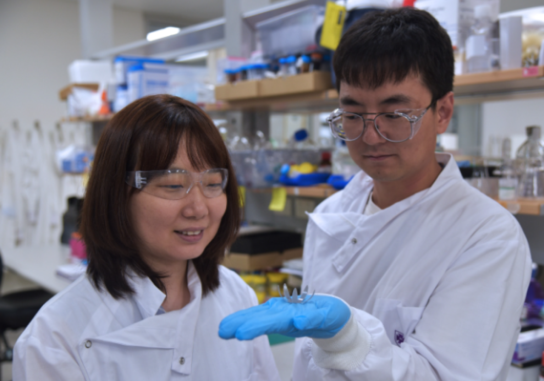 AIBN researchers Dr Ruirui Qiao and Dr Liwen Zhang