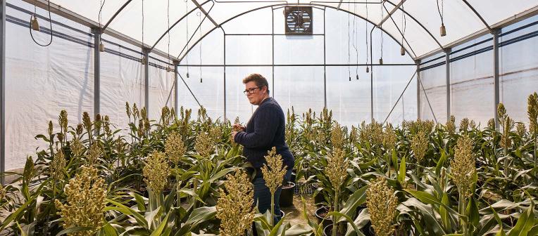 Women with glasses stands in a glass greenhouse with tall grain crops.