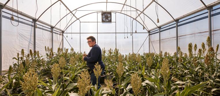 A researcher tends to plants in a glasshouse