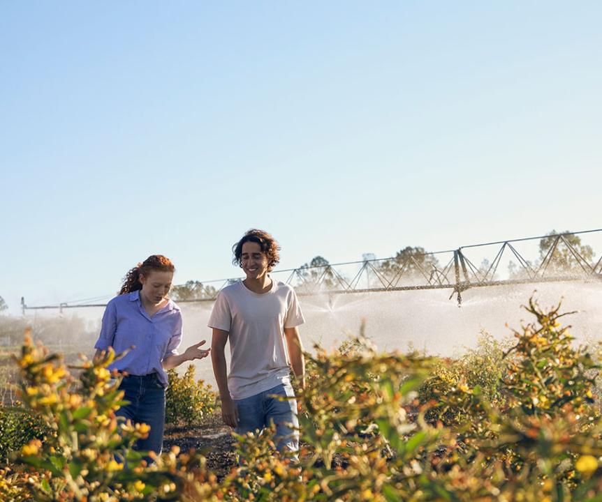 Two agriculture students walking through a field of crops with sprinklers on in the distance. 