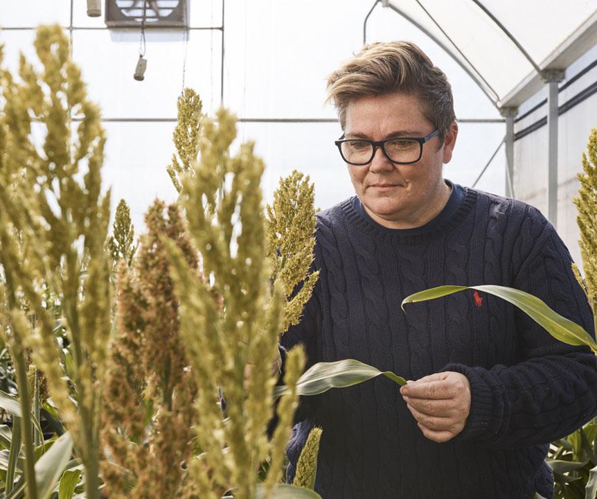 UQ researcher tends to a crop of wheat in a greenhouse