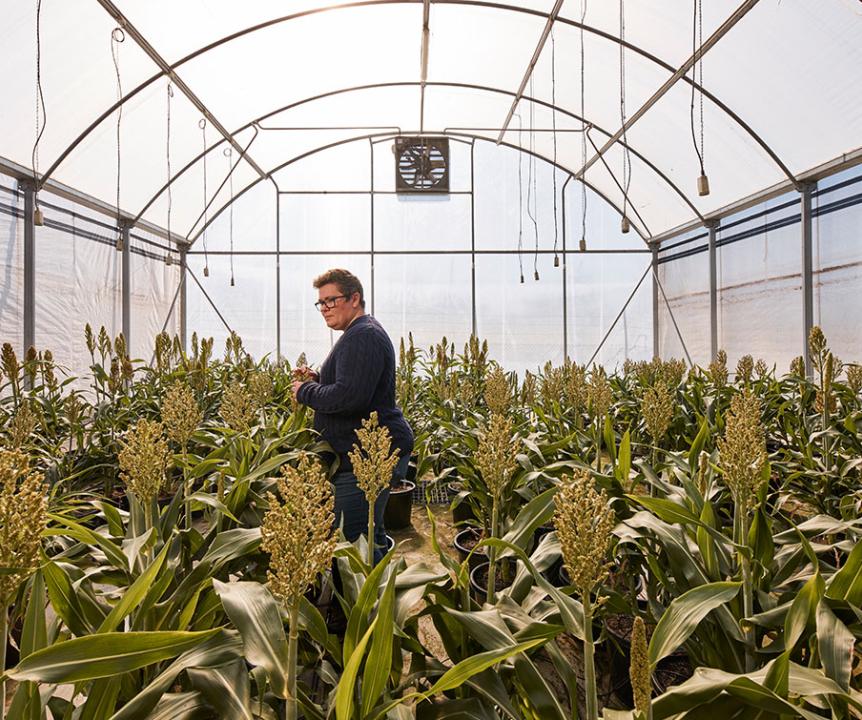 A woman walking among crops growing in a greenhouse.