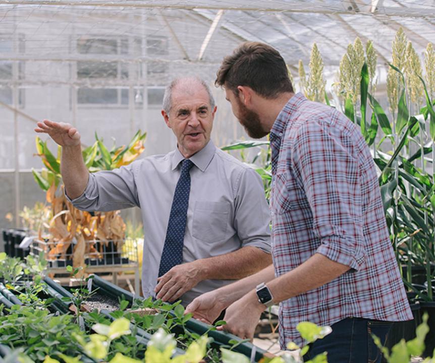 Two staff working together in a commercial greenhouse