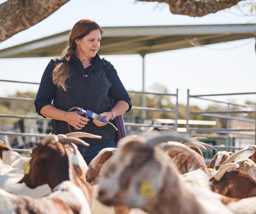 A researcher administering medication to goats