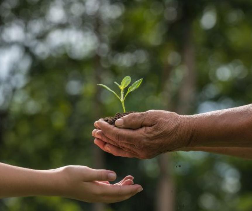 Adult hands passing a green young plant into a childs hands