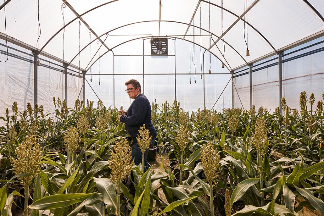 A woman walking among crops growing in a greenhouse.