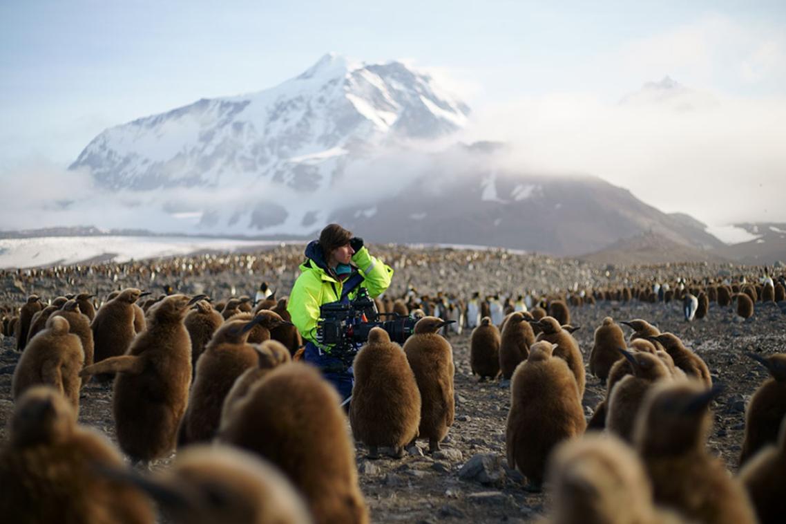 Researcher with penguins