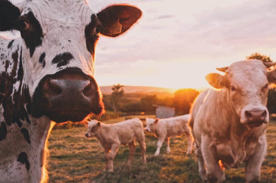 A group of cows on a farm