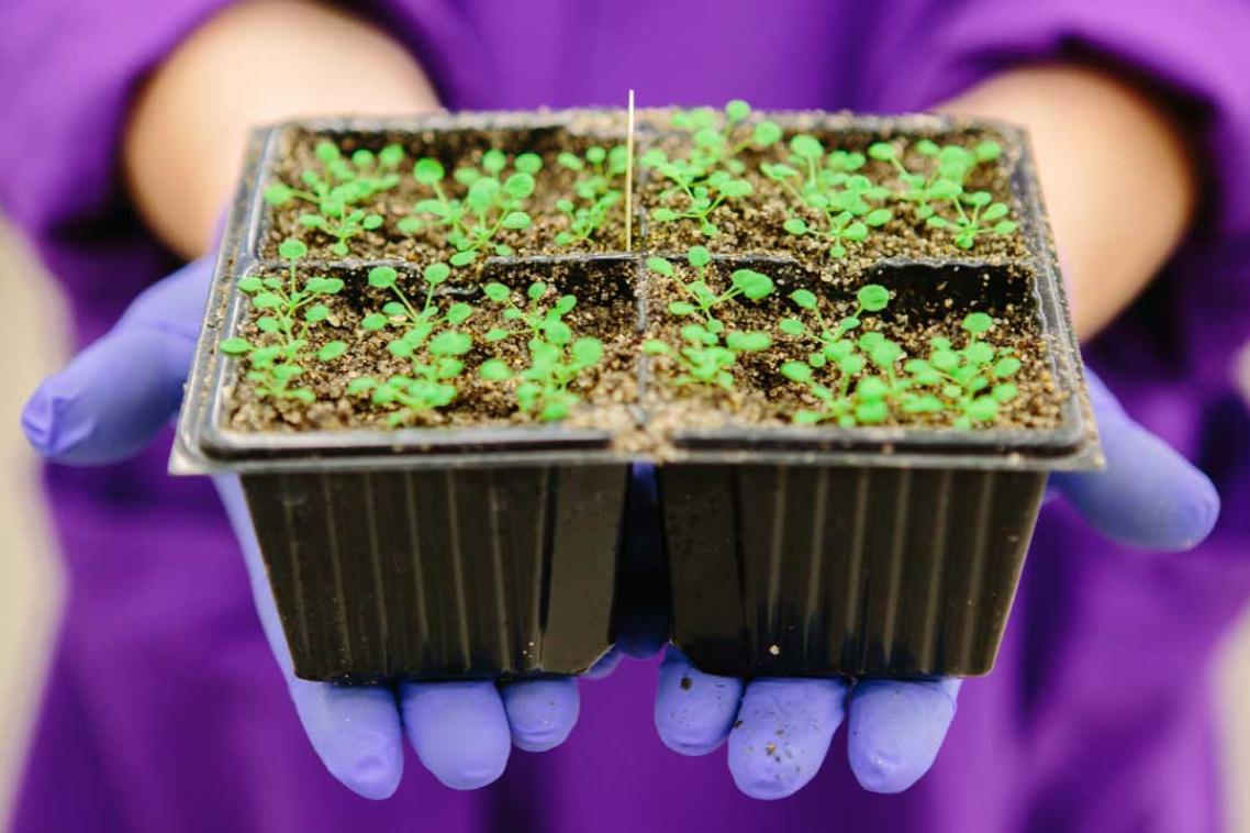 Hands holding planter with crop seedlings in it. 