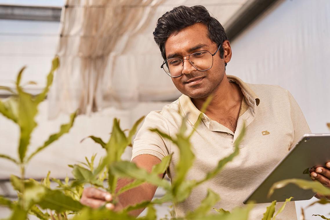 Researcher inspecting coconut plants in a greenhouse