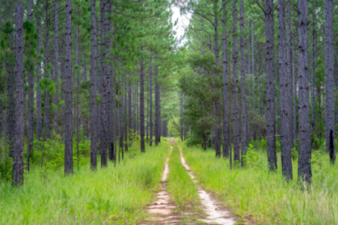 A timber forest