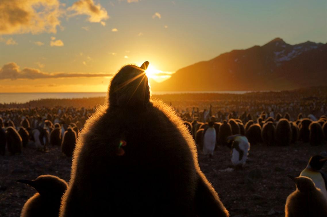 Penguin in penguin colony facing sunset