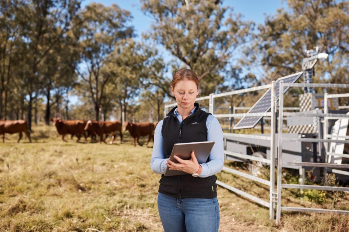 A female researcher using an ipad on a farm with cattle and solar-powered equipment in the background