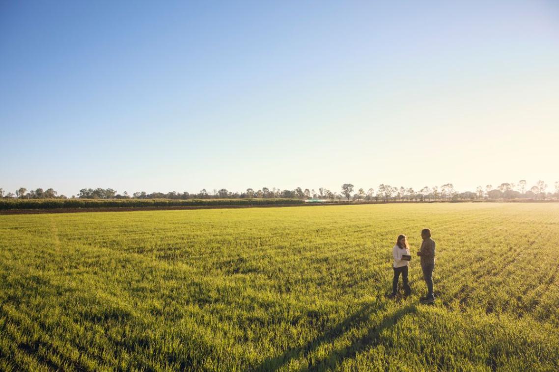 Male and female researchers stand in a crop field