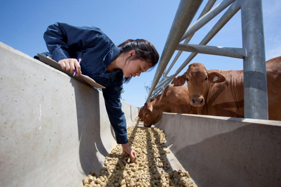 A researcher inspects cattle feed in a trough