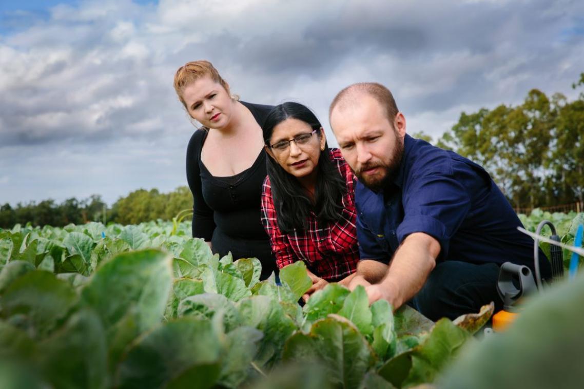 Three researchers examine leafy crops