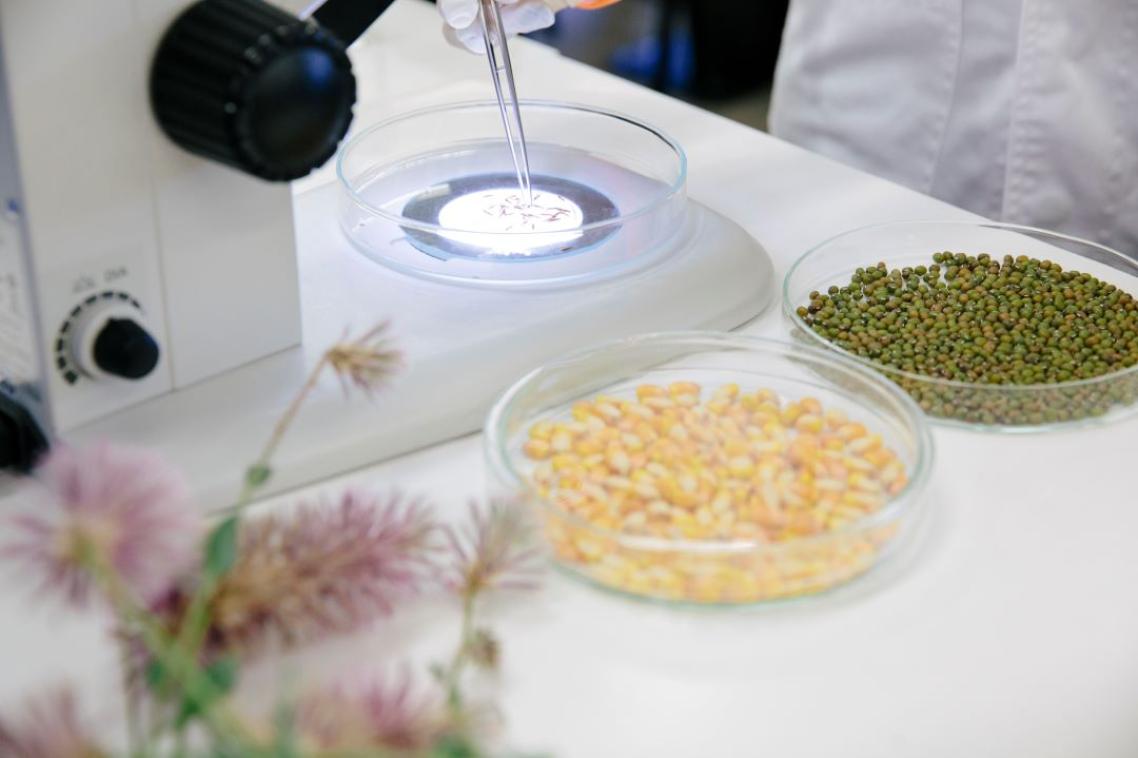 Grains ready to go under the microscope in a lab