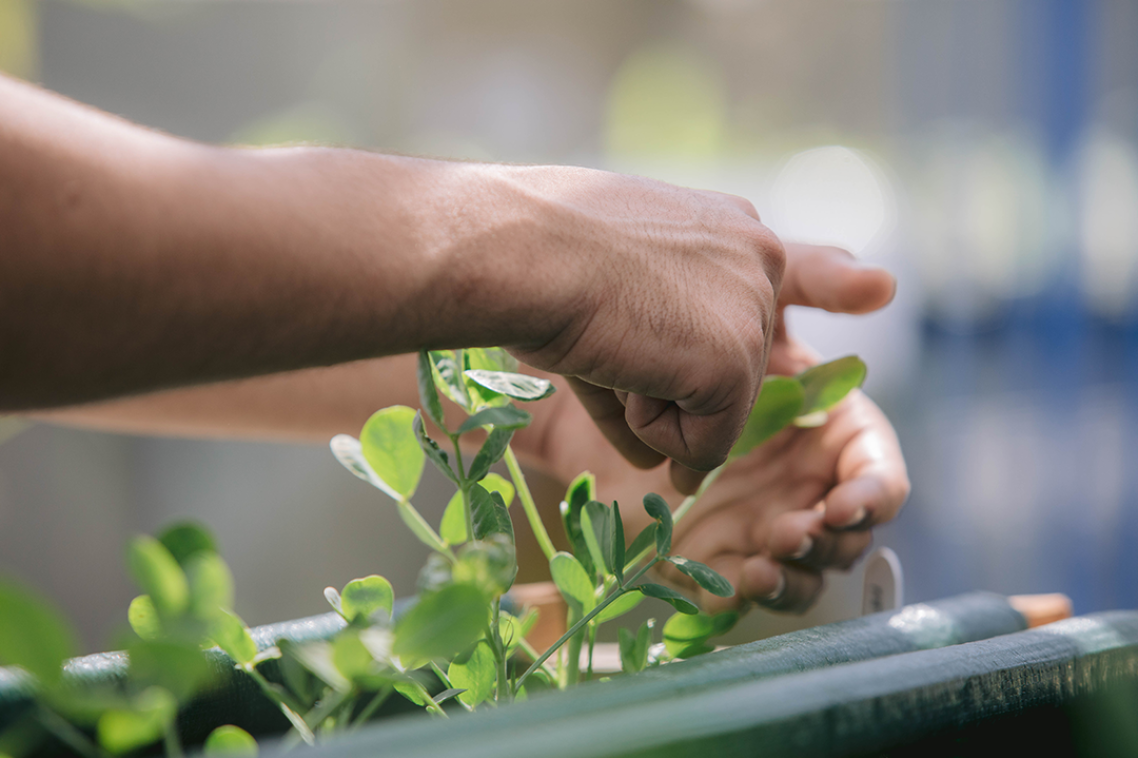 A person tends to plants