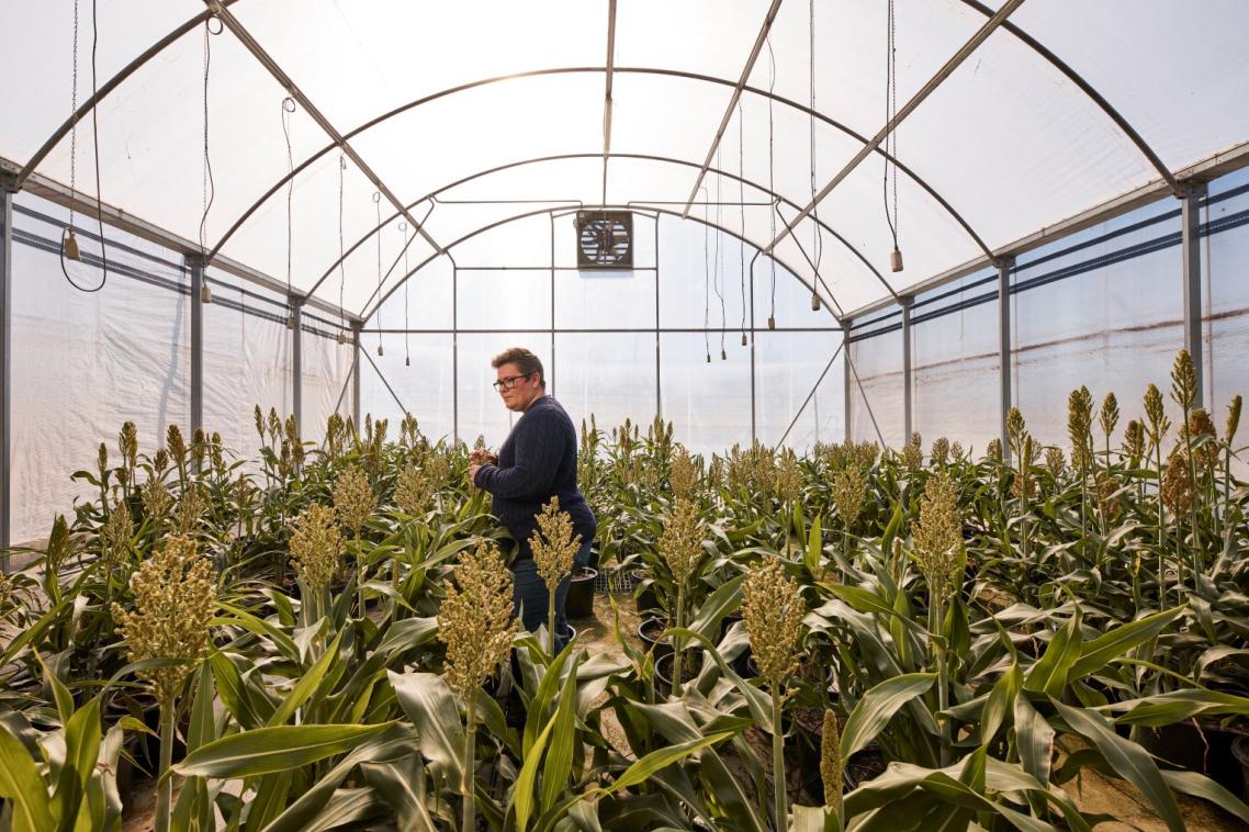 A researcher tends to plants in a glasshouse