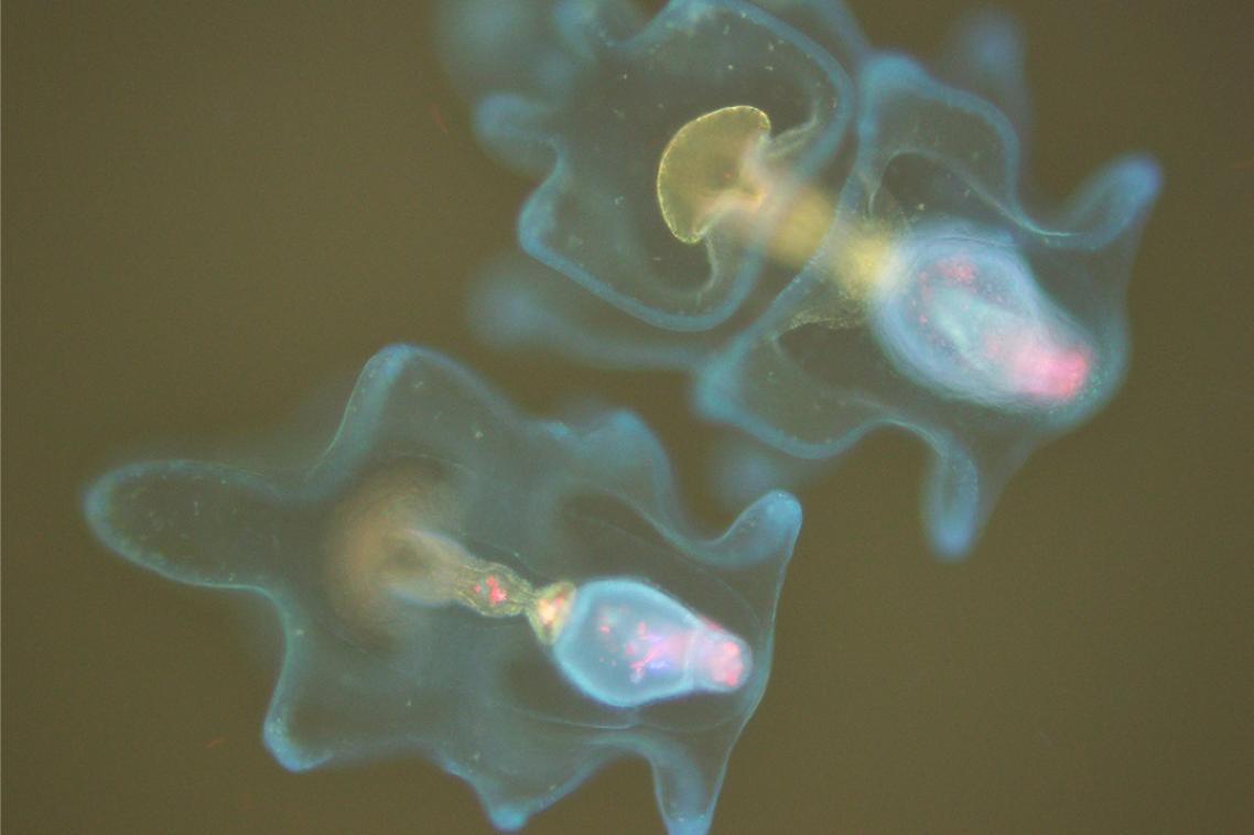 Image of crown-of-thorns starfish larvae taken under a florescence microscope.