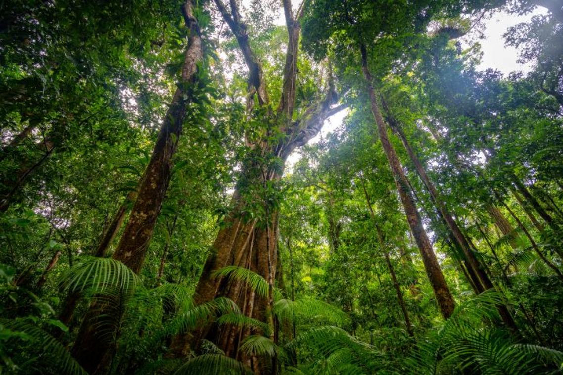 Wet tropics view of canopy from forest floor Mossman Gorge UNESCO heritage site Queensland Australia