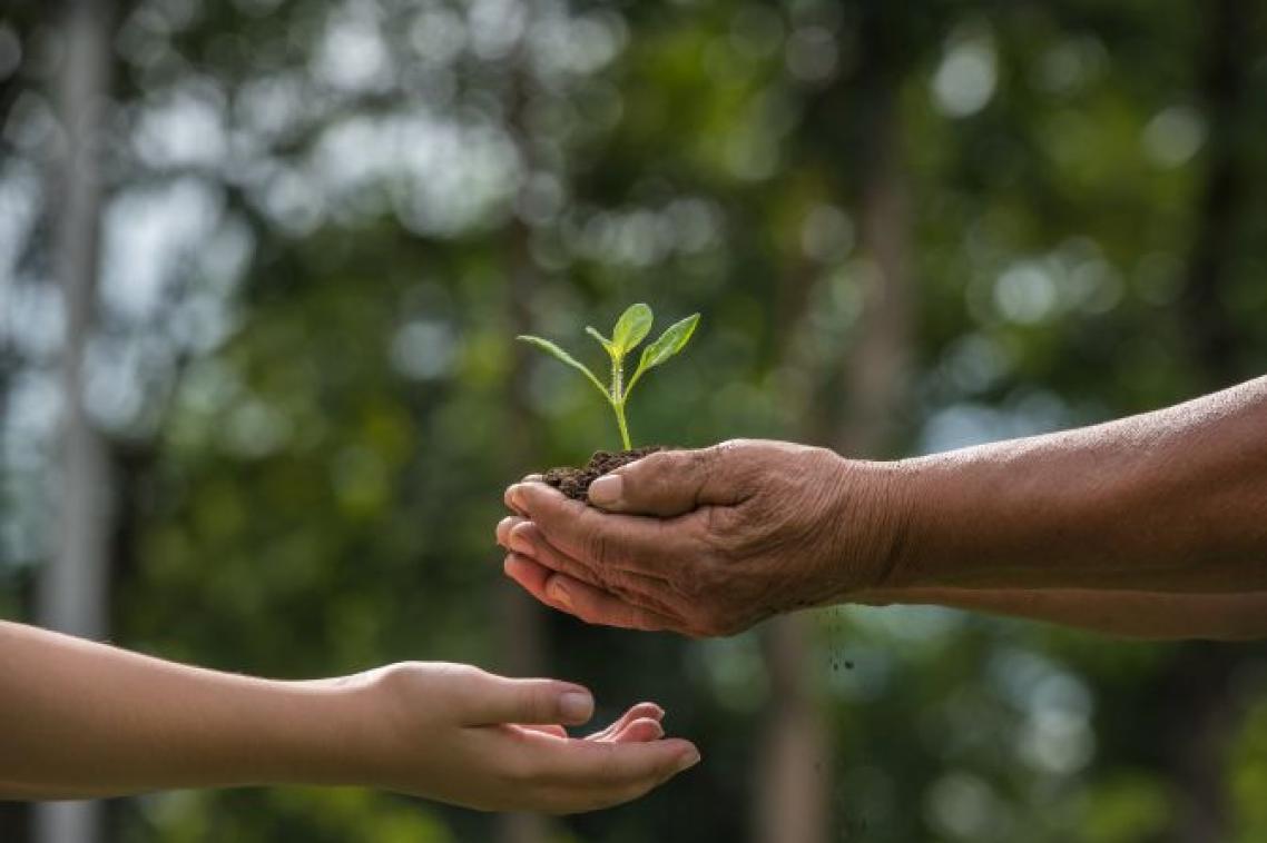 Adult hands passing a green young plant into a childs hands
